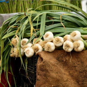 Fresh Garlic